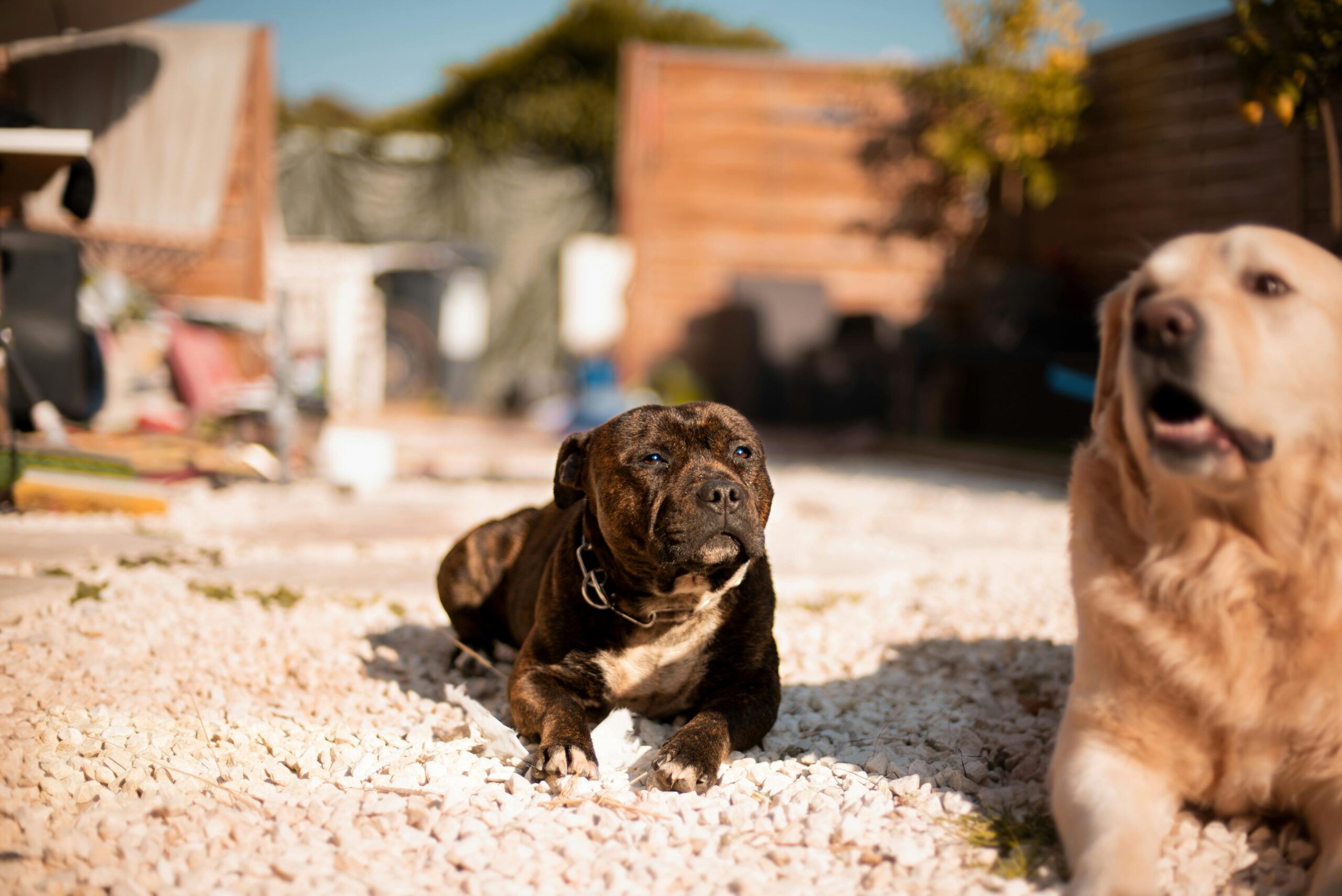 Best Dog Breeds for Families 2025